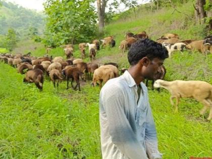 A fine of 10,000 is imposed on those who graze sheep in the Dyan Ganga sanctuary | ज्ञानगंगा अभायरण्यात मेंढ्या चराई करणाऱ्यास दहा हजारांचा दंड