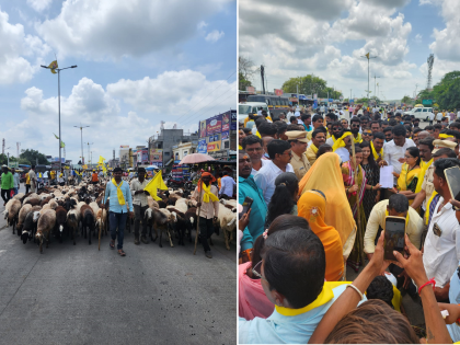 Thousands of sheep on the road, Dhangar community protest for 'ST' reservation | हजारो मेंढ्या रस्त्यावर, 'एसटी' आरक्षणासाठी धनगर समाजाचे आंदोलन