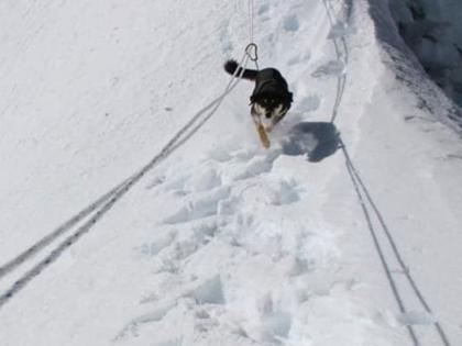 This stray dog first to climb himalayan summit without any training | कोणतही ट्रेनिंग न घेता हिमालय सर करणारी पहिली कुत्री!