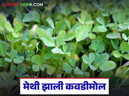The hard work of fenugreek farmers is in vain due to the low market price; The math has collapsed due to the increase in production costs | कवडीमोल बाजारदरामुळे मेथी उत्पादक शेतकऱ्यांचे कष्ट मातीत; उत्पादन खर्च वाढल्याने गणित कोलमडले The hard work of fenugreek farmers is in vain due to the low market price; The math has collapsed due to the increase in production costs | कवडीमोल बाजारदरामुळे मेथी उत्पादक शेतकऱ्यांचे कष्ट मातीत; उत्पादन खर्च वाढल्याने गणित कोलमडले