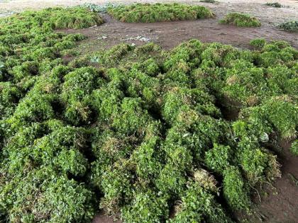 What do you say A pair of coriander costs around 50 paise and fenugreek is Rs 1, literally time to throw away the pairs | काय सांगता! कोथिंबीरची जुडी चक्क ५० पैसे तर मेथीची १ रुपया, अक्षरशः जुड्या फेकून देण्याची वेळ