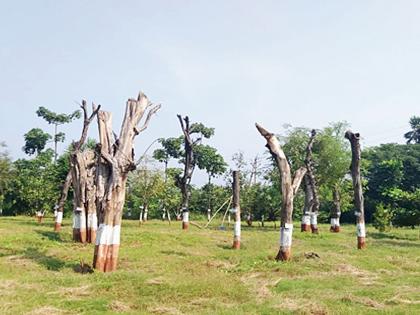 Over 60 percent of the replanted trees in the arena are dead | आरेतील पुनर्रोपित झाडांपैकी 60 टक्क्यांहून अधिक झाडे मृतावस्थेत