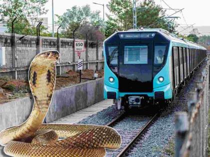 In BKC Mumbai Metro construction site snakes found fear among workers | बीकेसीत मुंबई मेट्रोच्या बांधकामस्थळी सापांचा सुळसुळाट, कामगारांमध्ये भीती