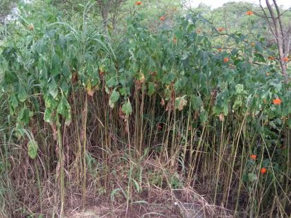 The need to prevent the rise of Mexican sunflowers, eradication campaign from Shivaji University | ‘मेक्सिकन सनफ्लॉवर’ची वाढ रोखण्याची गरज, शिवाजी विद्यापीठाकडून निर्मूलन मोहीम