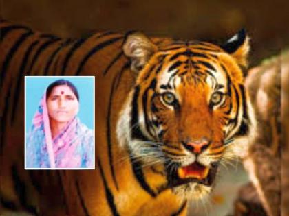 A tigress attacks a woman cutting grass in a field; Walked 50 meters into the forest | शेतात गवत कापणाऱ्या महिलेवर वाघिणीचा हल्ला; ५० मीटर फरफटत नेले जंगलात