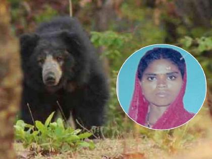 Female farmer dies in bear attack in Musalkheda shivara of amravati dist | अस्वलाने केली महिला शेतकऱ्याची शिकार, मुसळखेडा शिवारातील घटना