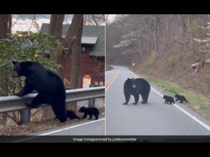 Mother bear guides her cubs while crossing road with 25 million views viral video | रस्ता पार करताना आपल्या पिल्लांची अशी काळजी घेतं अस्वल, व्हिडीओ पाहून पडाल प्रेमात