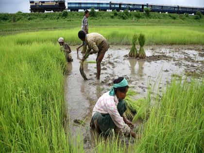 Farmers Benefit: MSP hike likely for pulses and oilseeds post PM-KISAN installment release | सन्मान निधीनंतर आता कोट्यवधी शेतकऱ्यांना NDA सरकार देणार आणखी एक गिफ्ट?