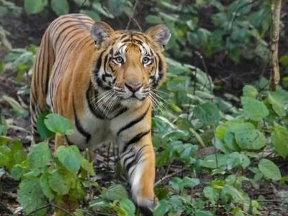 Goa: Goa Govt challenges Supreme Court to reserve tiger reserve order | Goa: राखीव व्याघ्रक्षेत्र आदेशास गोवा सरकारचे सुप्रिम कोर्टात आव्हान