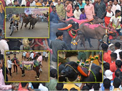 Buffalo races are held on Diwali Padwa in Kolhapur | मोटरसायकलचा आवाज अन् मालकाच्या इशाऱ्यावर धावल्या म्हैशी, शर्यती पाहण्यासाठी कोल्हापूरकरांची मोठी गर्दी 