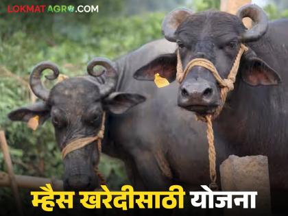 Loan of Rs 3 lakhs will be available for two buffaloes on the guarantee of milk unions and institutions; What is the scheme? Read in detail | दूध संघ, संस्थांच्या हमीवर दोन म्हशींसाठी मिळणार तीन लाखांचे कर्ज; काय आहे योजना? वाचा सविस्तर Loan of Rs 3 lakhs will be available for two buffaloes on the guarantee of milk unions and institutions; What is the scheme? Read in detail | दूध संघ, संस्थांच्या हमीवर दोन म्हशींसाठी मिळणार तीन लाखांचे कर्ज; काय आहे योजना? वाचा सविस्तर