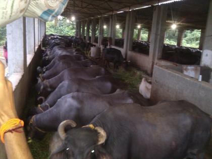 Lockdown Time on Buffalo Stables in Mumbai | corona virus --मुंबईतील म्हशींच्या तबेल्यांवर लॉकडाऊनची वेळ; चारा, खुराक महागले; तर दुधाचे भाव उतरले