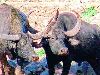 Kolamarka reserve to be upgraded as sanctuary for wild buffaloes | काेलामार्काचे संरक्षित क्षेत्र हाेणार रानम्हशींचे अभयारण्य