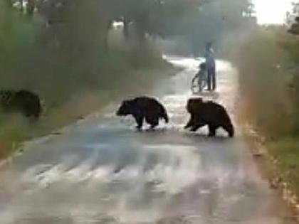 a woman encounters with bear family early morning in front of her house | बापरे... दारासमोरच दोन पिलांसह अस्वल; ...अन् अनर्थ टळला