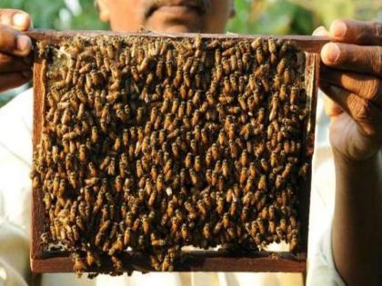 Farmer family beekeeper attack; One killed, three seriously injured | शेतकरी कुटुंबावर मधमाशांचा हल्ला; एकाचा मृत्यू, तीन गंभीर जखमी