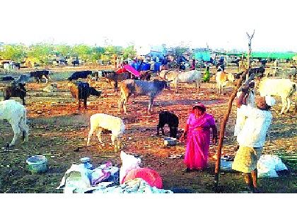 In the Mhaswad camp, three and a half animals enter | म्हसवडच्या छावणीत साडेतीन हजार जनावरे दाखल