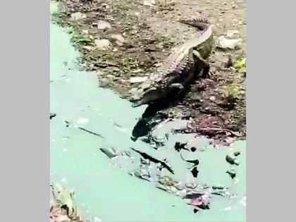 crocodile spotted again in nag river | नाग नदीत पुन्हा दिसली मगर; दिवसभर बघ्यांची वर्दळ