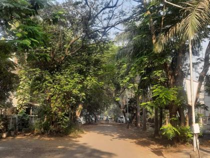 All rights in respect of trees in MIDC remain with MIDC kalyan dombivali | एमआयडीसीमधील वृक्षांच्या संदर्भात सर्व अधिकार एमआयडीसीकडेच