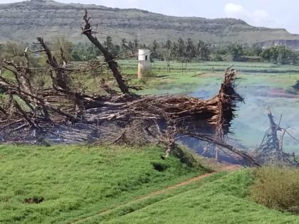 Farmers set fire to a 500-year-old tree that collapsed due to strong winds in Bavda | बावड्यात वादळी वाऱ्याने कोसळलेला सव्वाशे वर्षांपूर्वीचा वृक्ष शेतकऱ्यांनी दिला पेटवून