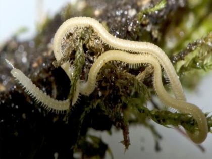 1306 feet of life in the belly of the earth The world first millipede | ऐकावं ते नवलच! १३०६ पायांचा जीव जमिनीच्या पोटात; जगातील पहिला मिलिपिड्स