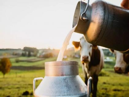 'Kisan Te Kisan Tak' for the milk 'Gange' of Vidarbha! Pilot project in three districts | विदर्भातल्या दूध‘गंगे’साठी ‘किसान ते किसान तक’! तीन जिल्ह्यांत पायलट प्रोजेक्ट