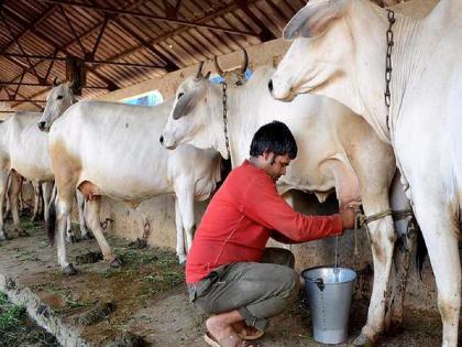 milk crisis 11 lakh cows sick due to lumpi in rajasthan production of 4 lakh liters of milk decreased | दुधाचे मोठे संकट : 'या' राज्यात 11 लाख गायी लम्पी आजाराने ग्रस्त; 4 लाख लिटर दुधाचे उत्पादन घटले