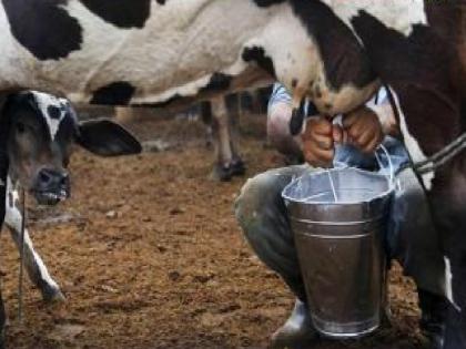 Milk production in Sangli district increased by lakh liters | सांगली जिल्ह्यात दुधाचे उत्पादन लाख लीटरने वाढले, मात्र.. Milk production in Sangli district increased by lakh liters | सांगली जिल्ह्यात दुधाचे उत्पादन लाख लीटरने वाढले, मात्र..