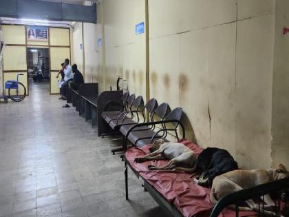 Pretty dogs stay on beds in Miraj Civil, MLA Rohit Pawar criticized the Health Minister | मिरज सिव्हिलमधील खाटांवर चक्क कुत्र्यांचा मुक्काम, रोहित पवार यांची आरोग्यमंत्र्यांवर टीका