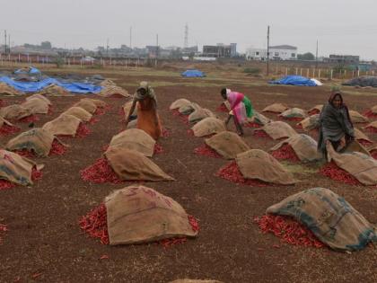 Nandurbar in the month of already started the arrival of chillies | नंदुरबारात महिनाभर आधीच मिरची आवक सुरू