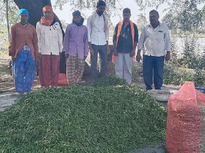 green chillies from hardoli bhandara reaches to Delhi market | ..अन् हरदोलीची हिरवी मिरची पोहोचली दिल्लीच्या मार्केटमध्ये