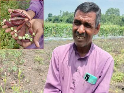 bhopal farmer misrilal rajput grown red ladyfinger know 5 big benefits including saving heart disease | भोपाळच्या शेतकऱ्याने पिकवली लाल भेंडी; जाणून घ्या, हृदयविकारापासून वाचवण्यासह 5 मोठे फायदे!