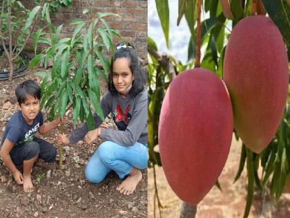 Japan Miyazaki mango which is the most expensive in the world will now ripen in Sangli | २.७० लाख रुपये प्रतिकिलोचा दर, जगातला महागडा आंबा पिकणार सांगलीत