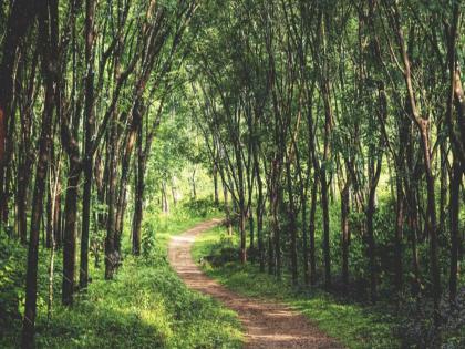 in mumbai increase in growing of miyawaki trees and the municipality claims to have grown 11 lakh trees in a decade | मियावाकी झाडांचे वाढते ‘पीक’; दशकभरात ११ लाख झाडे वाढल्याचा पालिकेचा दावा