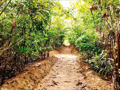 'Miyawaki': This tree of foreign soil is objectionable, why is it? | ‘मियावाकी’ : विदेशी पद्धतीच्या या वृक्षारोपणाला हरकत आहे, ती का?