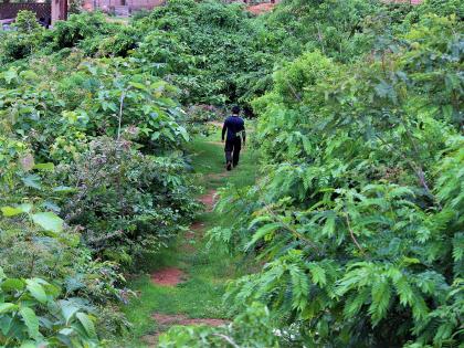 A standing park in Shivaji Park | शिवाजी पार्कमध्ये उभं उद्यान बहरणार; मियावाकी पद्धतीचा वापर होणार