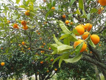 farmer cut down 5 akre of orange trees in the farm | अन् हताश झालेल्या शेतकऱ्याने ५ एकरातील संत्रा बागेवर फिरविली आरी