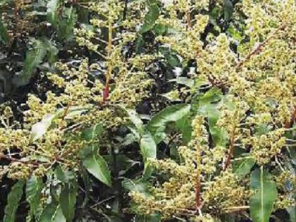 If untimely rain does not leave the back, mango and cashew blossoms are likely to be damaged | बागायतदार धास्तावले; अवकाळी पाठ सोडेना, आंबा, काजूंचा मोहोर खराब होण्याची शक्यता