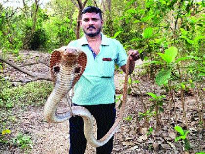  Shu ...! The snake in the human habitation, the temperature drops | शूऽऽऽ...! साप मनुष्यवस्तीत शिरतायत, तापमानवाढीचा फटका