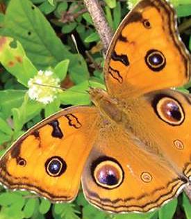 The butterflies to be known by such names as Songdas, | सोंगाड्या, पवळ्या अशा नावांनी ओळखली जाणार फुलपाखरे