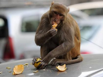 Monkey habitat in human habitation due to adverse environment for food, shelter and breeding | अन्न, निवारा व प्रजननासाठी प्रतिकूल वातावरणामुळे मानवी वस्तीत माकडांचा अधिवास