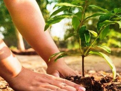 Finally, the student planted a tree in the school; An appeal not to believe in superstitions | मासिक पाळी प्रकरण: अखेर विद्यार्थीनीने शाळेत केलं वृक्षारोपण; अंधश्रद्धांवर विश्वास न ठेवण्याचं आवाहन