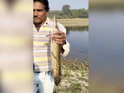 Hundreds of years old 'alligator' fish found in Nagpur | अबब! नागपुरात सापडला काेट्यवधी वर्षांपूर्वीचा ‘एलिगेटर’ मासा