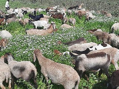  Sheep left in the field | शेतात सोडल्या मेंढ्या