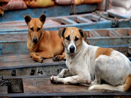 Supreme Court stays on High Court's decision of prohibition of feeding stray dogs in public | मोकाट श्वानांना उघड्यावर खाऊ घालण्यास मनाई नाही; हायकोर्टाच्या निर्णयावर सर्वोच्च न्यायालयाची स्थगिती