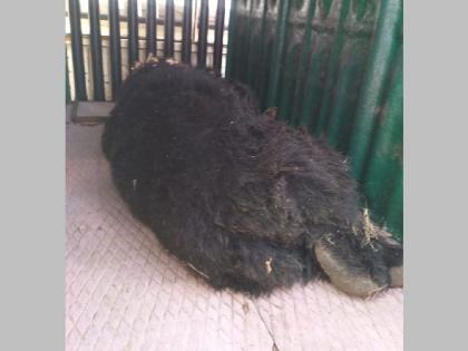 bear roaming in vihirgaon area has been captured | विहीरगाव परिसरात धुमाकूळ घालणारे अस्वल जेरबंद