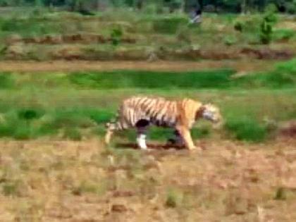 forest department did not succeed to catch the tiger roaming in virali area from last 15 days | पाऊलखुणा वाघाच्या; वनविभाग म्हणतो, 'तो' लांडगा, वाघ नव्हे!