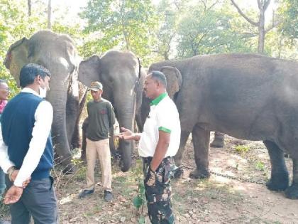 social activist wrote a letter to stop transfer of Elephants of Kamalapur | हत्तींना काम नाही म्हणून ते वनविभागाला झाले नकोसे!