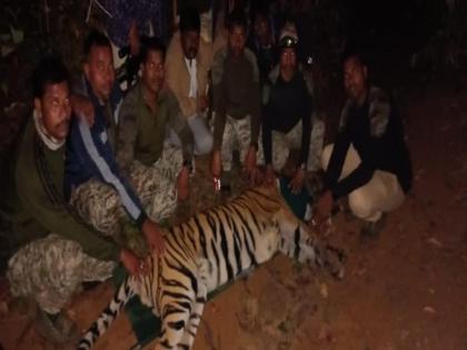 The tiger that killed four people was finally captured by chandrapur forest department | चौघांचा बळी घेणारा 'तो' वाघ अखेर जेरबंद; चंद्रपूर वनविभागाचे यश