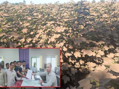 Dust turns 'white gold' black, farmers rush to collector's office | धुळीने 'पांढरे सोने' काळवंडले, शेतकऱ्यांची जिल्हाधिकारी कार्यालयात धाव