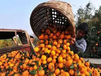 Orange crop insurance benefits stuck in oppressive conditions | जाचक अटींमध्ये अडकला संत्रा पीक विम्याचा लाभ